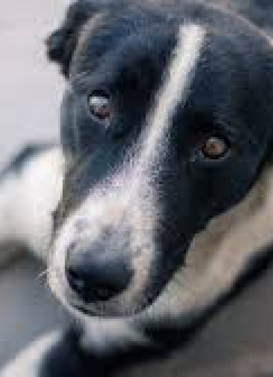 Cães são resgatados em uma casa na cidade de São Gonçalo do Pará