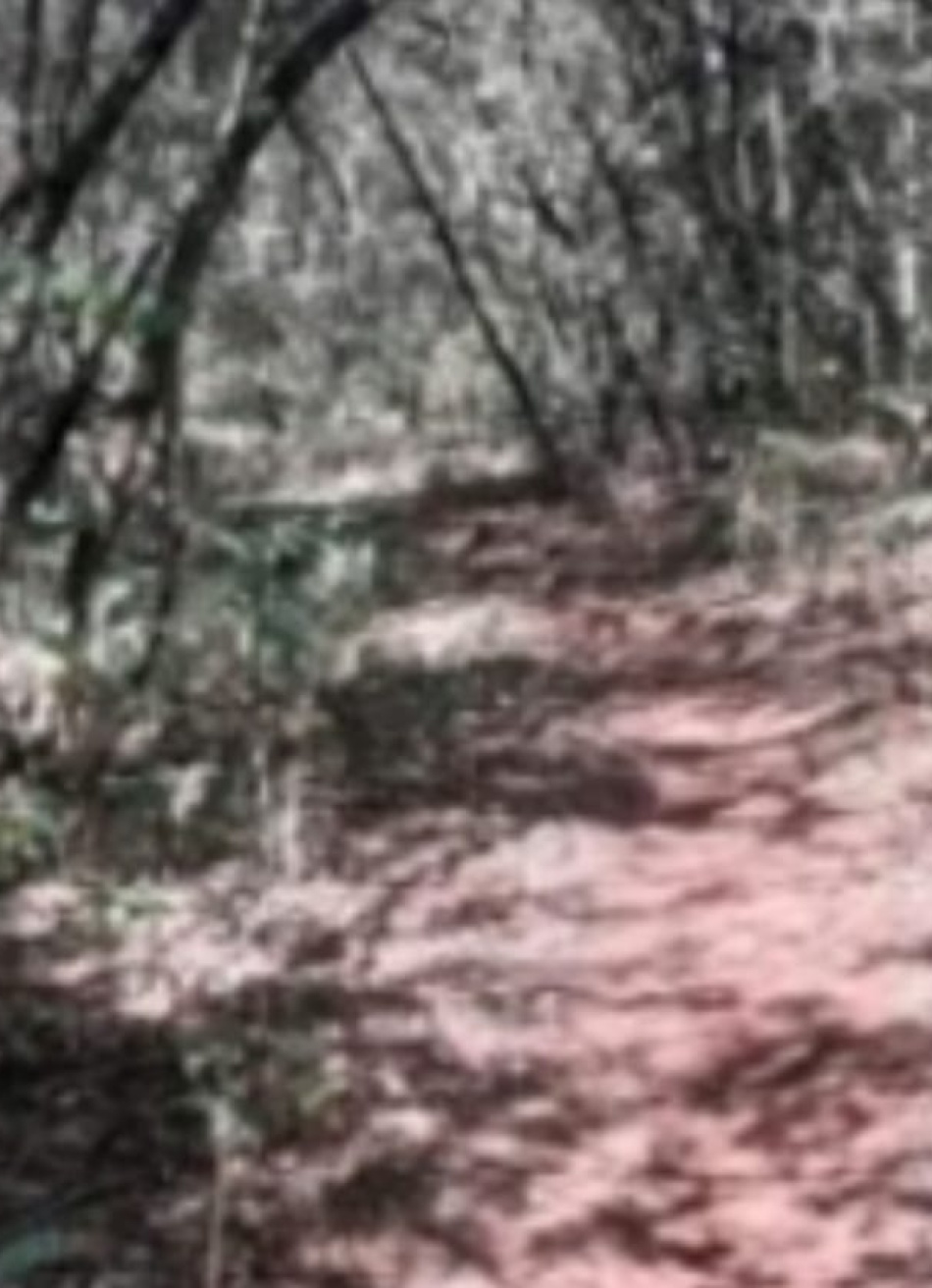 Prefeitura pretende transformar a Trilha do Carrapato em santuário ecológico