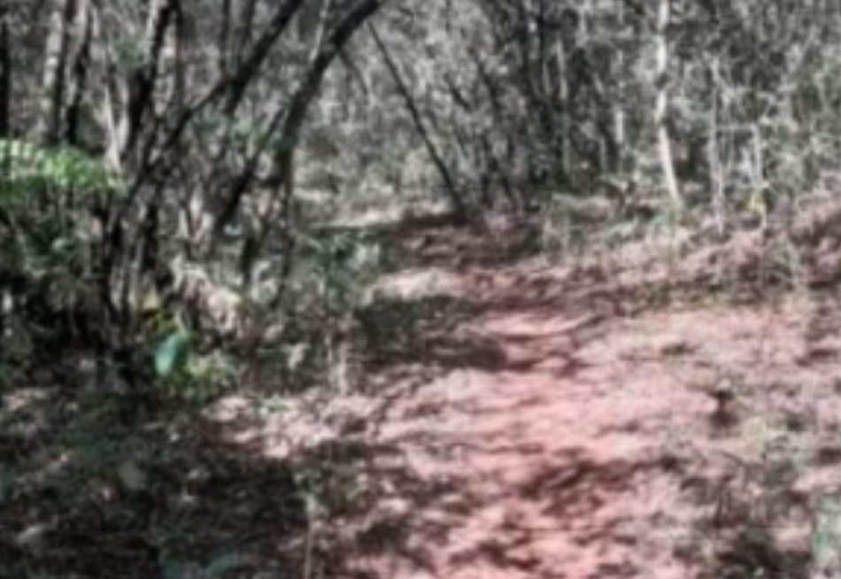 Prefeitura pretende transformar a Trilha do Carrapato em santuário ecológico