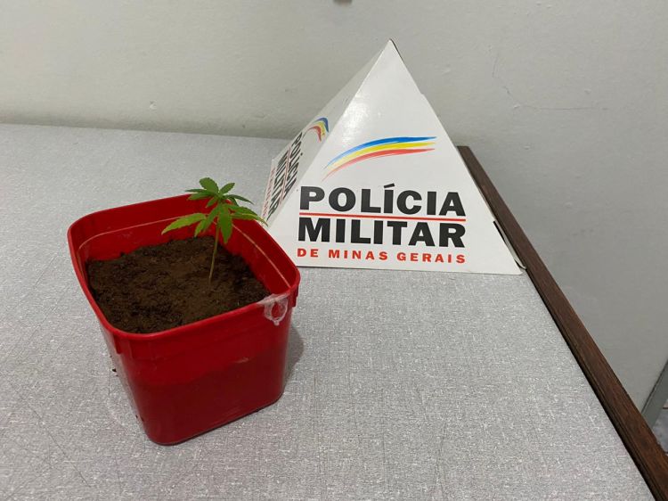 Polícia Militar apreende pé de maconha cultivado por adolescente de 14 anos em Maravilhas