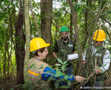 Itaipu triplica diversidade de espécies vegetais na área do reservatório