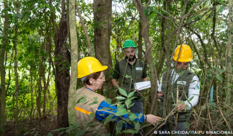 Itaipu triplica diversidade de espécies vegetais na área do reservatório