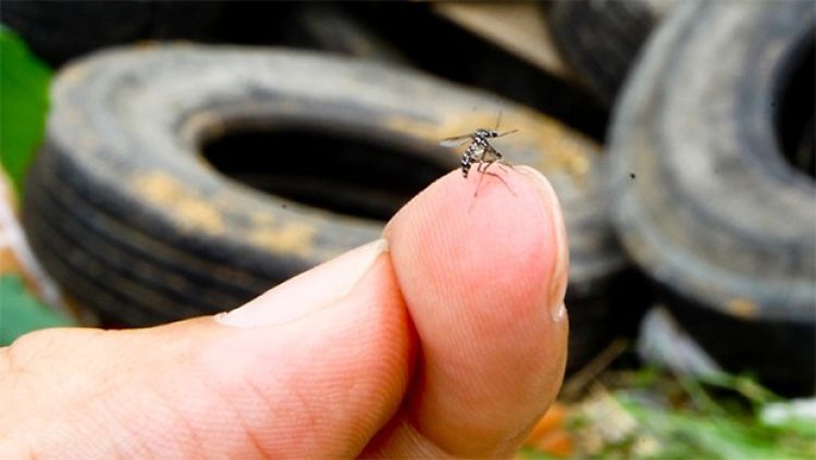 Secretaria Municipal de Saúde reforça pedido para que a população tenha atenção no combate ao Aedes aegypti