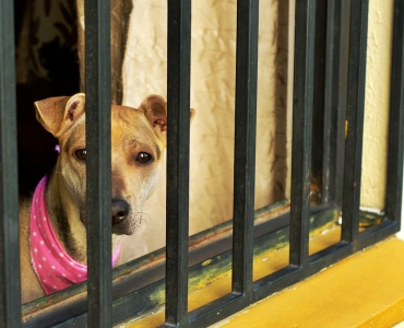 São José da Varginha – Caso de maus-tratos a animal