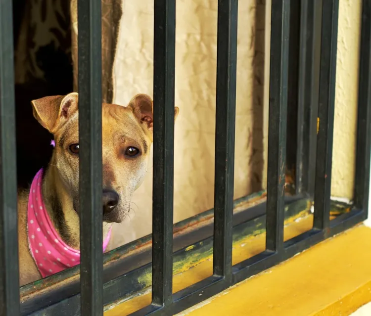 São José da Varginha – Caso de maus-tratos a animal