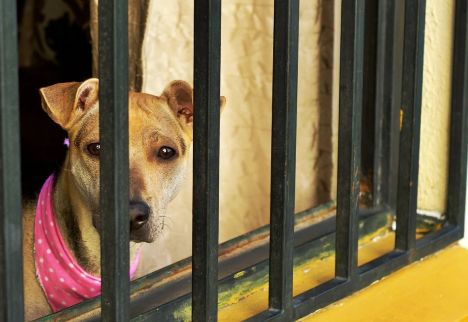 São José da Varginha – Caso de maus-tratos a animal