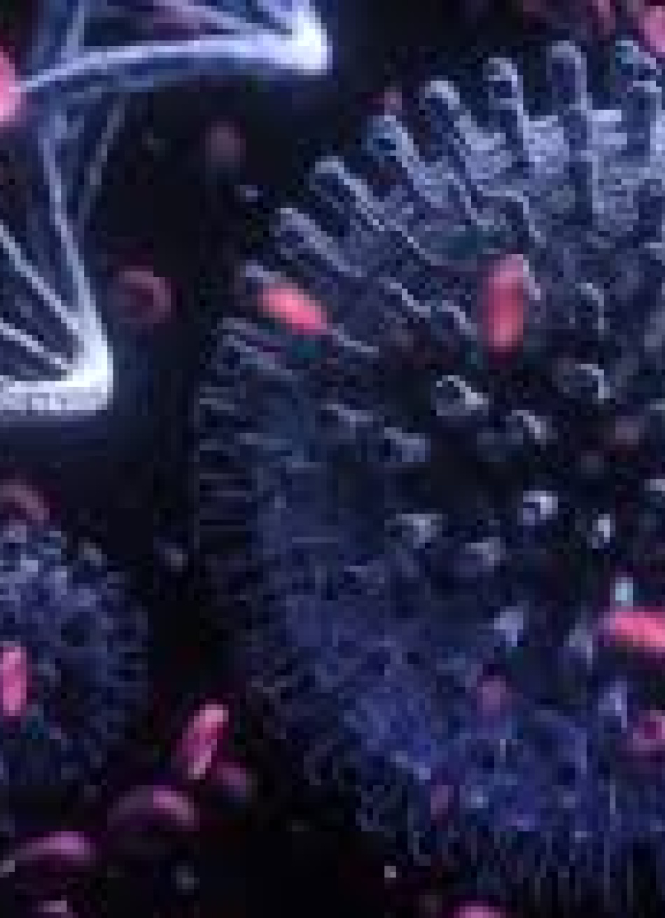 Pará de Minas registrou mais 96 casos confirmados da Covid-19 desde o boletim divulgado na última sexta-feira