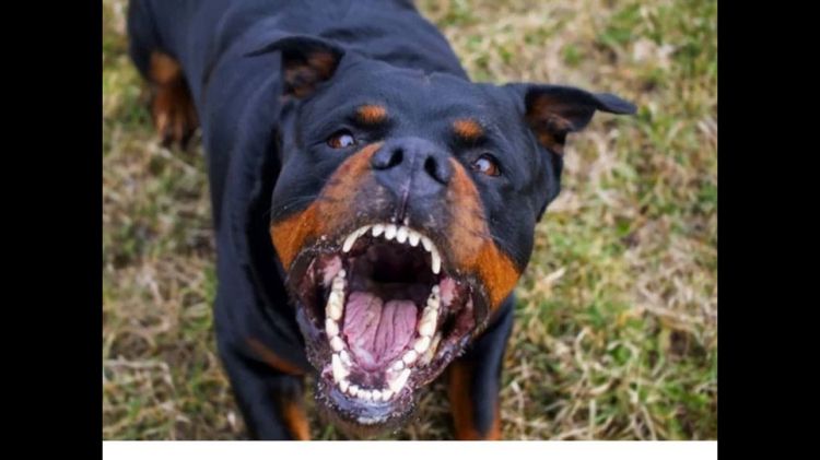 Cão rottweiler se solta da coleira e ataca uma mulher e uma criança no bairro Recanto da Lagoa