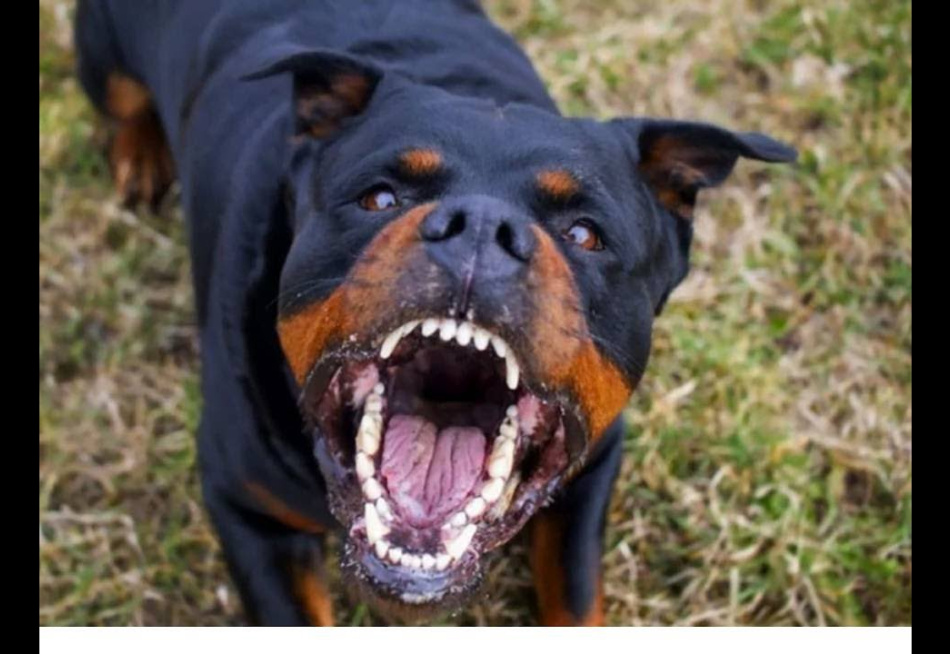 Cão rottweiler se solta da coleira e ataca uma mulher e uma criança no bairro Recanto da Lagoa