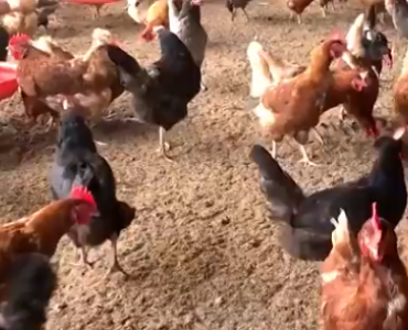 Homem furta galinhas, troca por drogas e é preso em Minas Gerais