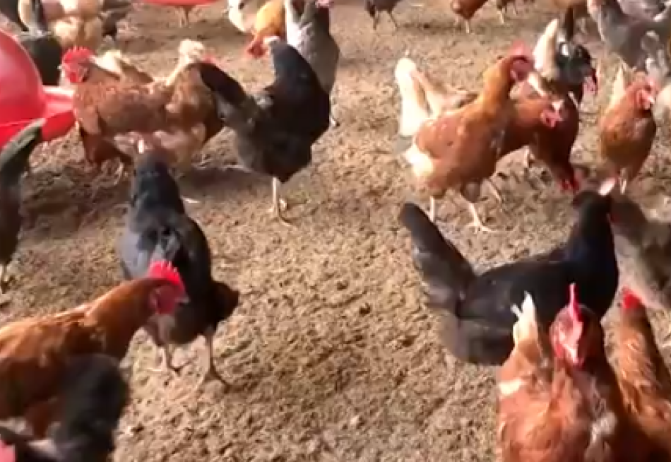 Homem furta galinhas, troca por drogas e é preso em Minas Gerais