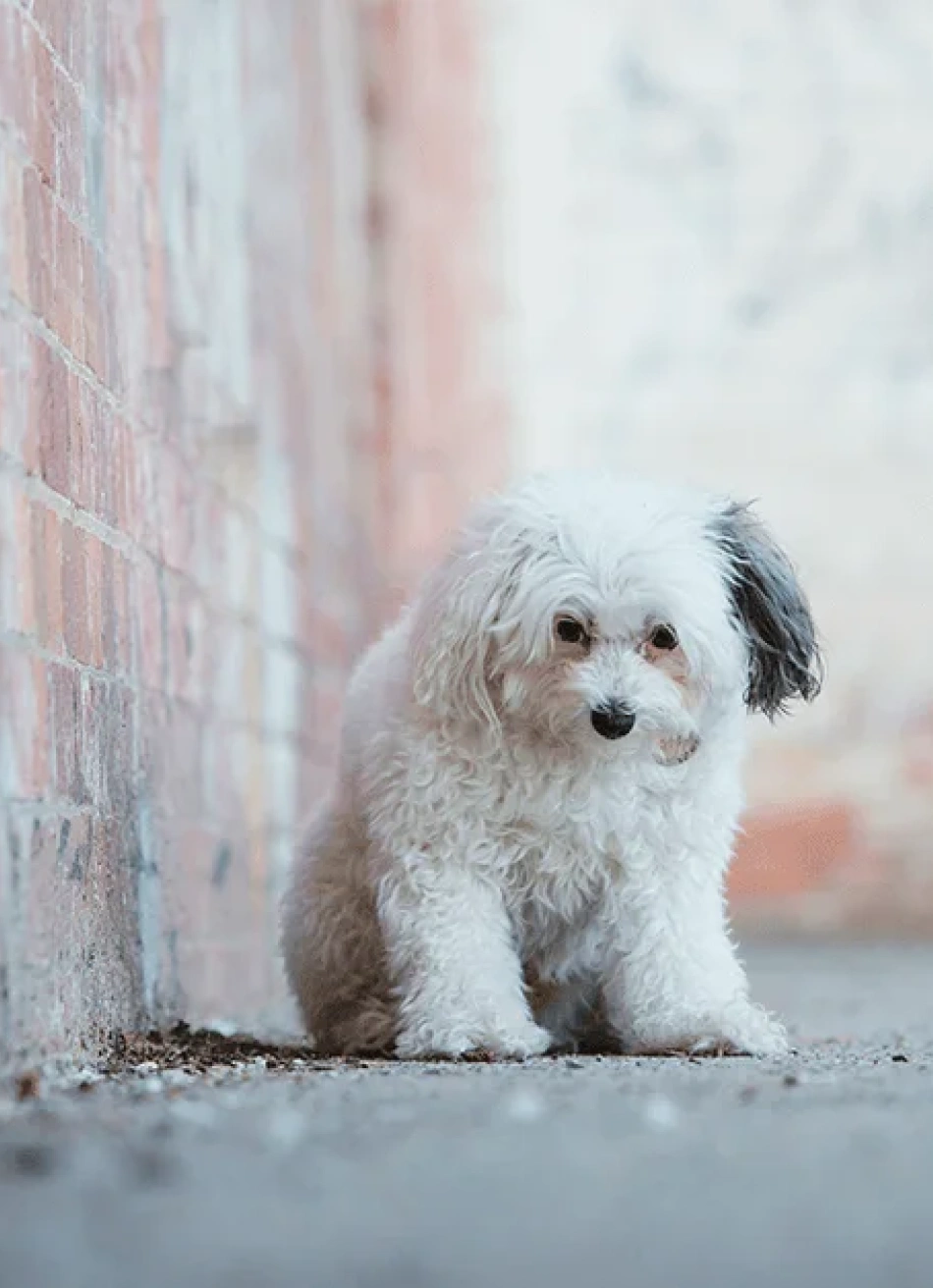 PROJETO APROVADO NA CÂMARA PREVÊ PRISÃO DE ATÉ 12 ANOS PARA O CRIME DE ZOOFILIA.