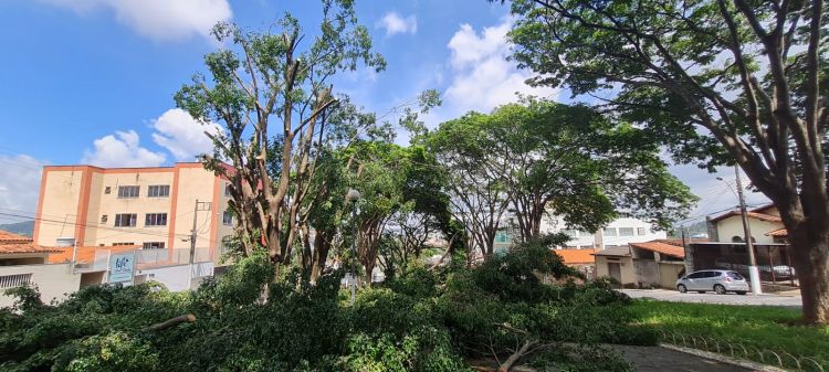 Dentro do Programa Emergencial de Manejo Sustentável da Arborização Urbana, prefeitura realizou poda de árvores no bairro Santo Antônio