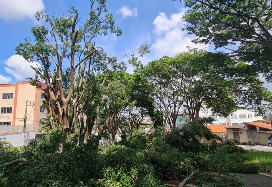 Dentro do Programa Emergencial de Manejo Sustentável da Arborização Urbana, prefeitura realizou poda de árvores no bairro Santo Antônio