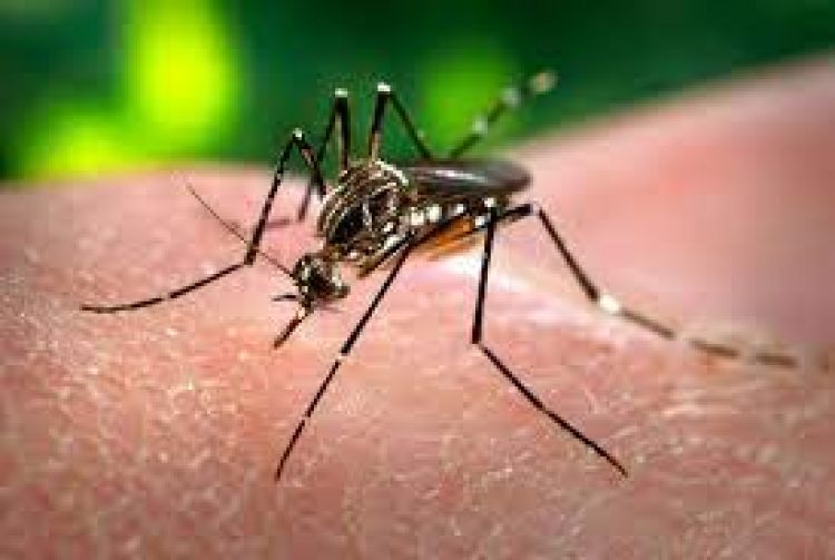 Minas Gerais registrou 21.038 casos prováveis da dengue até o dia 30 de junho
