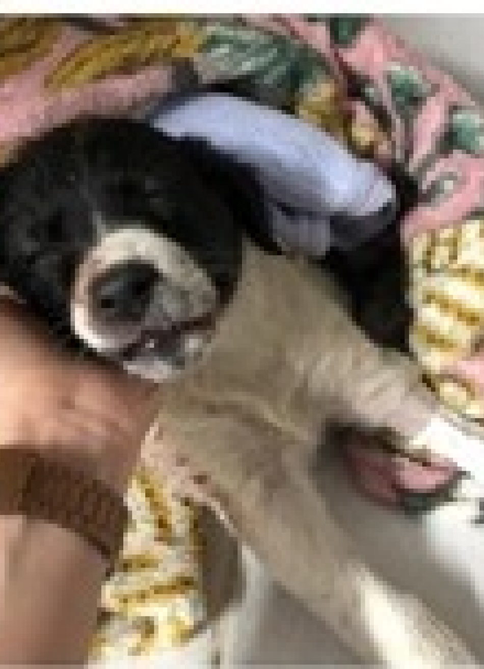 Acusado de abandonar e atropelar um filhote de cão é preso pela Polícia Civil em Pará de Minas