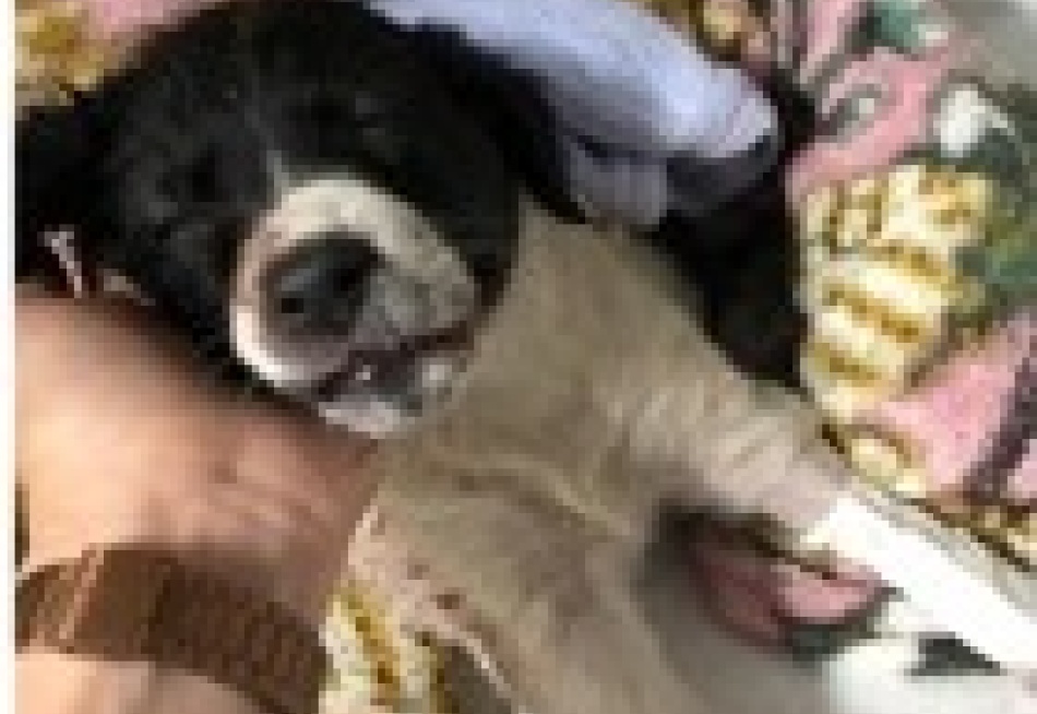 Acusado de abandonar e atropelar um filhote de cão é preso pela Polícia Civil em Pará de Minas
