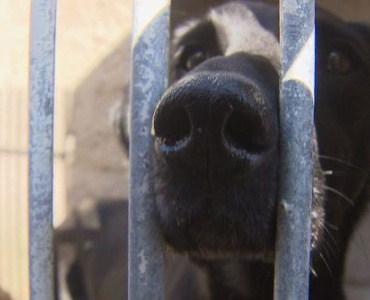 Ministério Público de Minas Gerais consegue condenação de mulher por maus-tratos a cães em Formiga