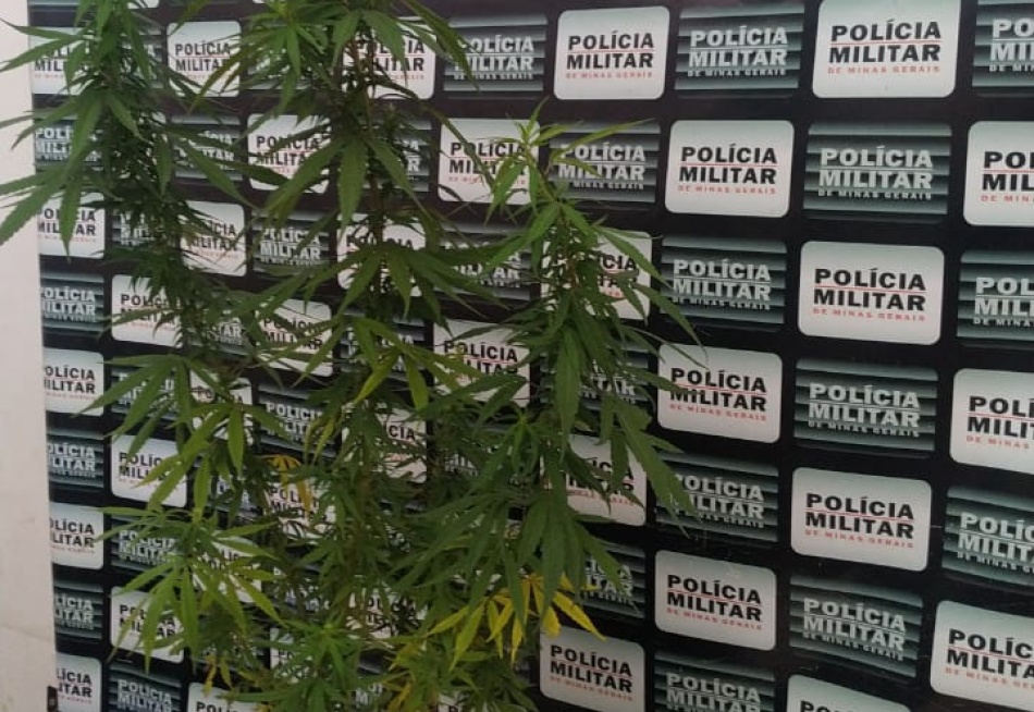 Polícia Militar apreendeu um pé de maconha de dois metros de altura no bairro Padre Libério