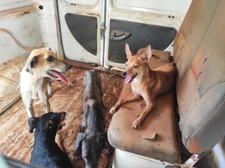 Polícia Civil resgata cães em situação de maus-tratos em Pará de Minas