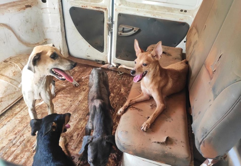 Polícia Civil resgata cães em situação de maus-tratos em Pará de Minas