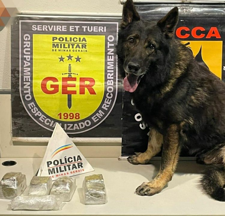 Com a ajuda de um cão farejador, Polícia Militar apreendeu quatro tabletes de maconha em Divinópolis