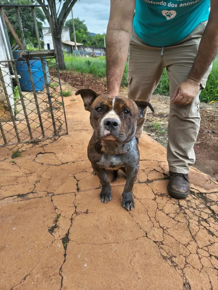 ANIMAL EM SITUAÇÃO DE ABANDONO É RESGATADO: