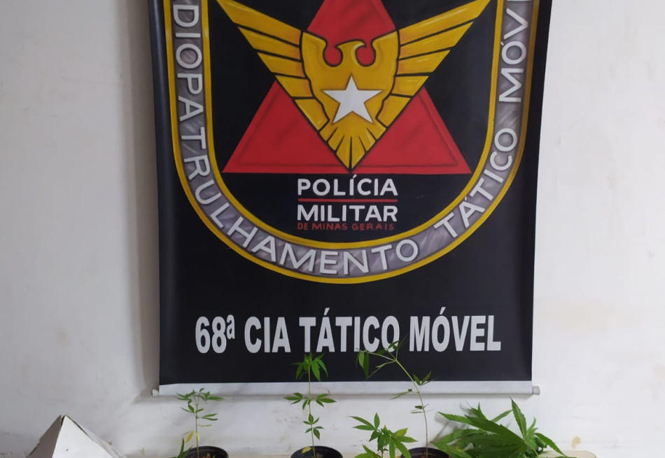 Homem é preso com pés de maconha em Nova Serrana
