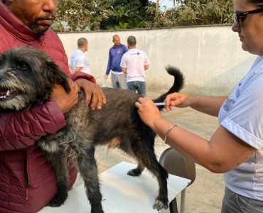 Proteção essencial: campanha de vacinação antirrábica em cães e gatos tem início em Minas Gerais