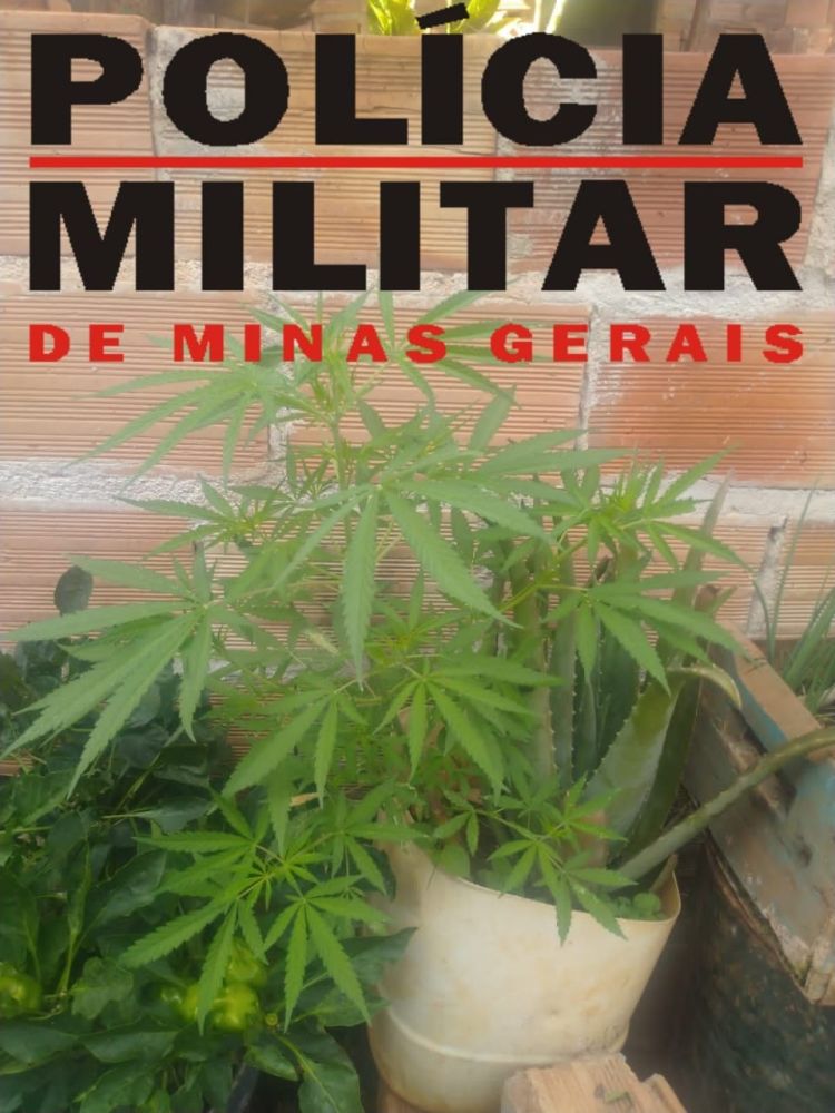 Polícia Militar apreendeu um pé de maconha em uma casa no bairro São Pedro