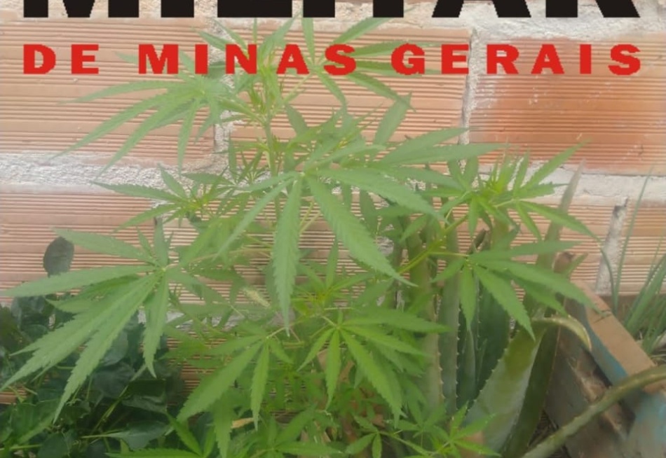 Polícia Militar apreendeu um pé de maconha em uma casa no bairro São Pedro