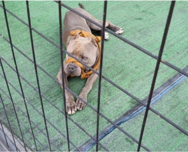 Formiga – Bombeiros atendem ocorrência de cão da raça Pit Bull solto em via pública