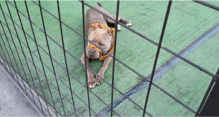Formiga – Bombeiros atendem ocorrência de cão da raça Pit Bull solto em via pública
