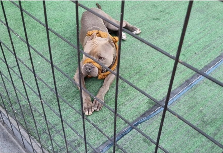 Formiga – Bombeiros atendem ocorrência de cão da raça Pit Bull solto em via pública