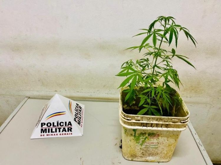 Menor é apreendido pela polícia em Pará de Minas por cultivar em casa um pé de maconha