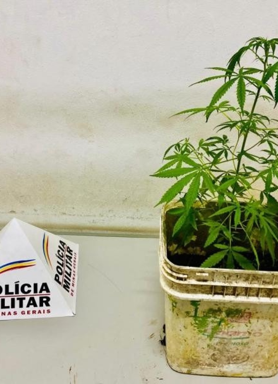 Menor é apreendido pela polícia em Pará de Minas por cultivar em casa um pé de maconha