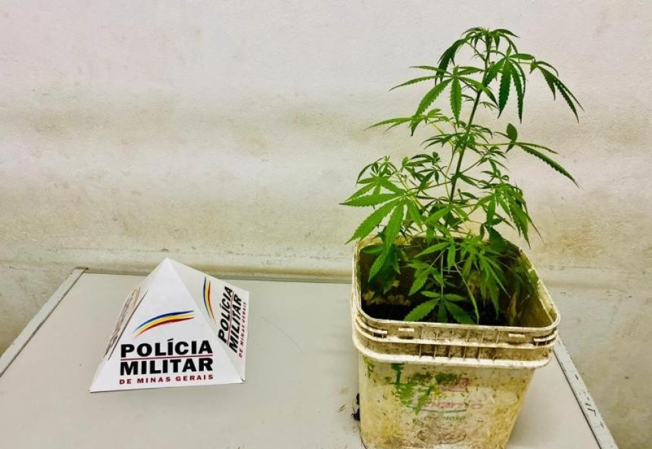 Menor é apreendido pela polícia em Pará de Minas por cultivar em casa um pé de maconha