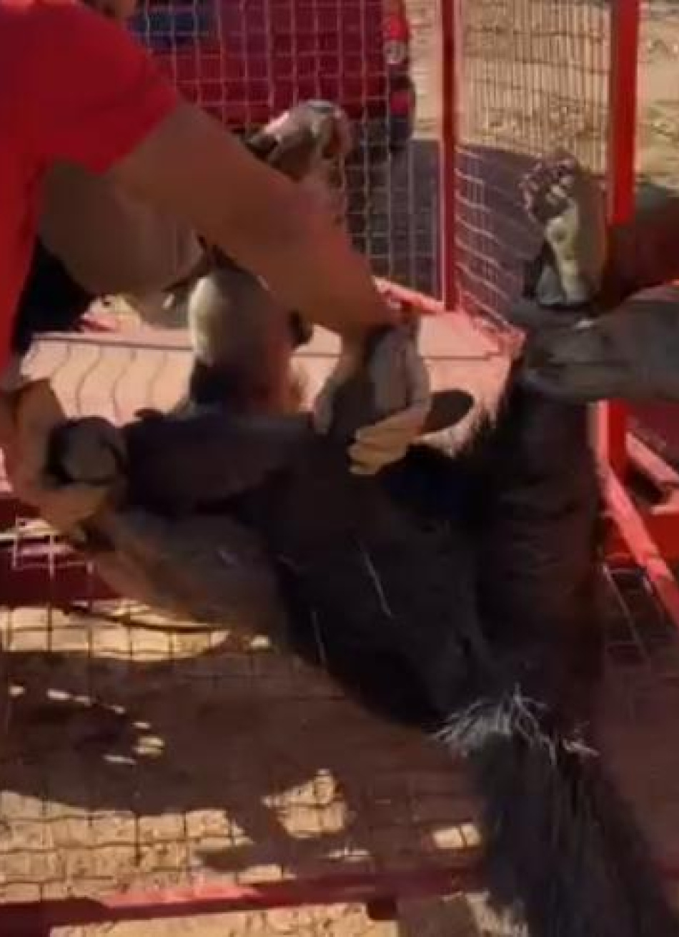 Polícia Militar resgata Tamanduá Bandeira atropelado na rodovia que liga Perdigão a Araújos