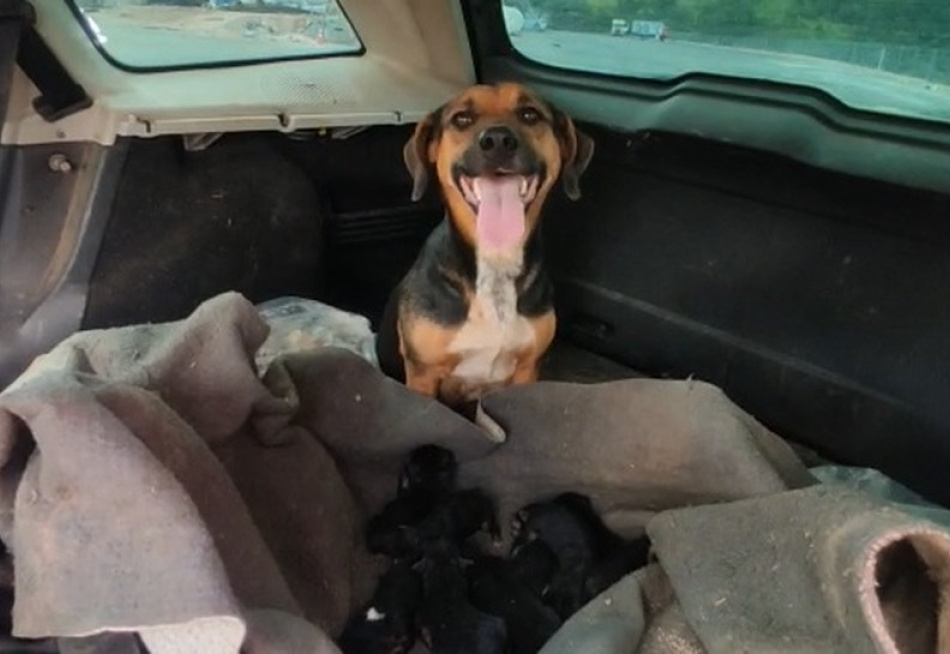 Cadela e 11 filhotes são resgatados pelo Corpo de Bombeiros em Pará de Minas dentro de uma manilha