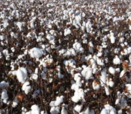 Ações do IMA impulsionam a cotonicultura mineira e reforçam a competitividade do setor