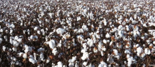 Ações do IMA impulsionam a cotonicultura mineira e reforçam a competitividade do setor