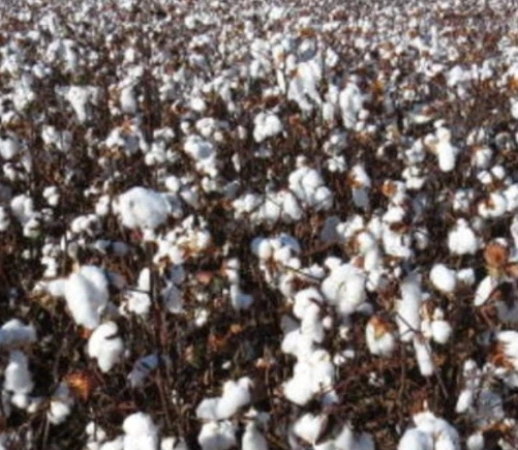 Ações do IMA impulsionam a cotonicultura mineira e reforçam a competitividade do setor