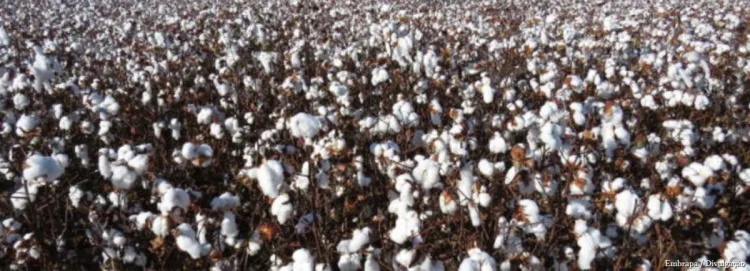 Ações do IMA impulsionam a cotonicultura mineira e reforçam a competitividade do setor