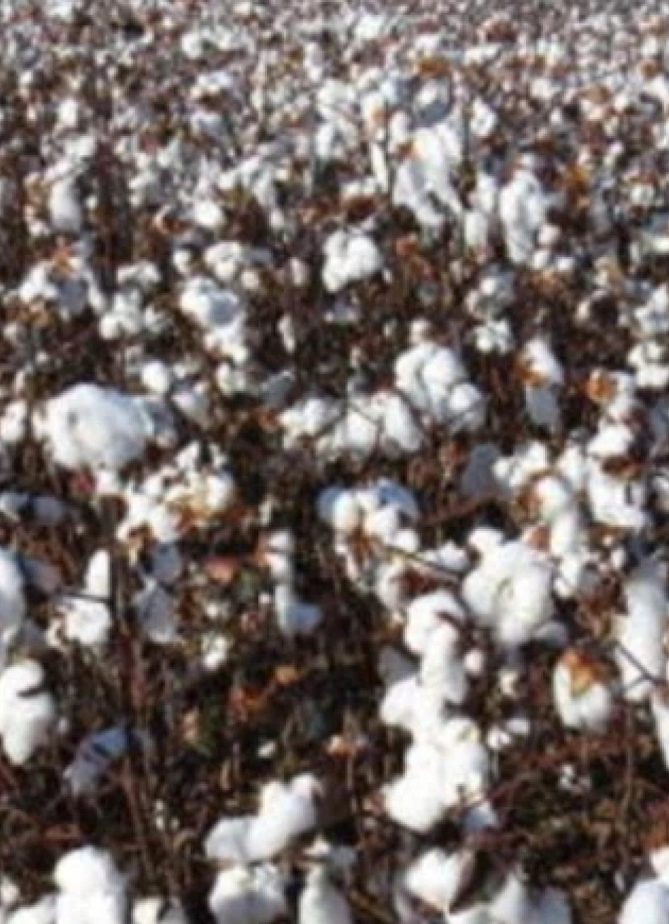 Ações do IMA impulsionam a cotonicultura mineira e reforçam a competitividade do setor
