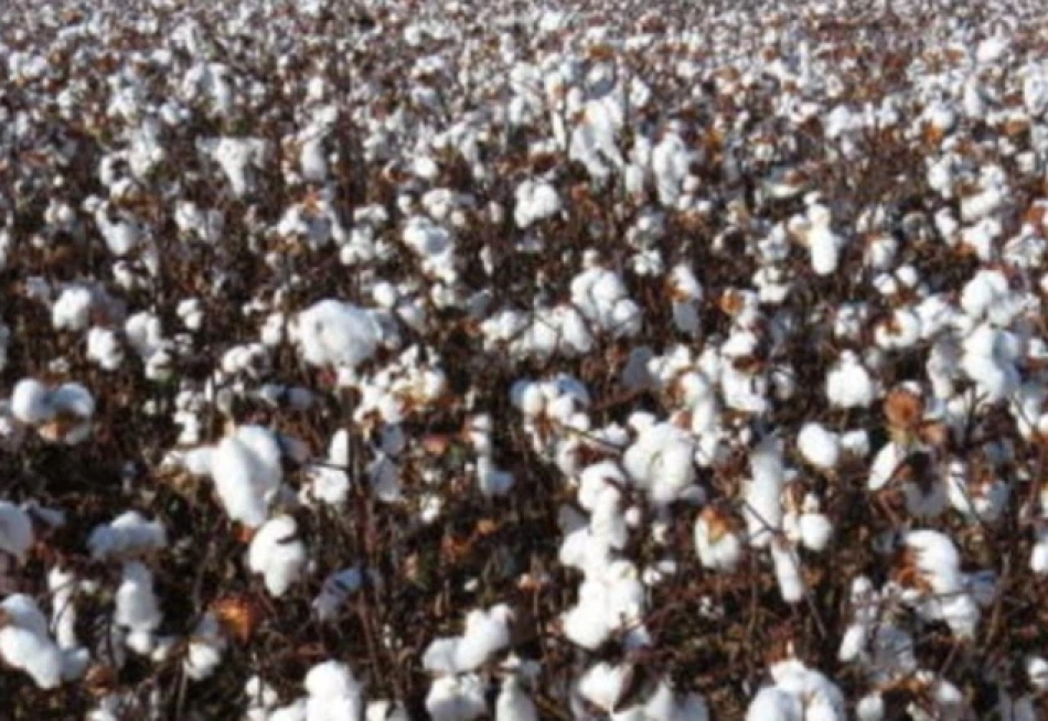 Ações do IMA impulsionam a cotonicultura mineira e reforçam a competitividade do setor