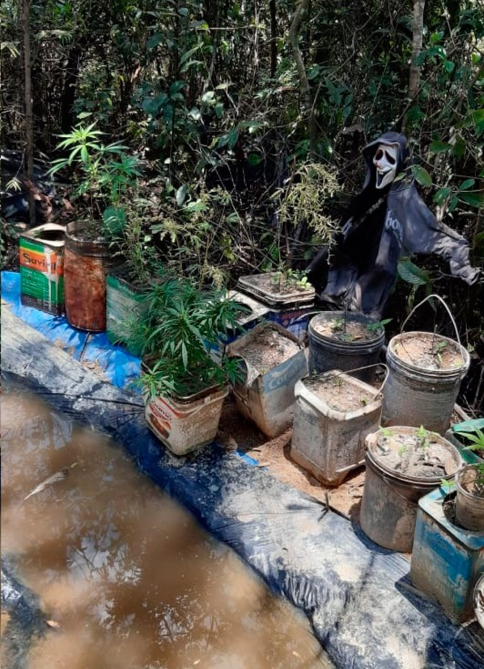 Polícia Civil apreendeu 40 pés de maconha em zona rural de Divinópolis