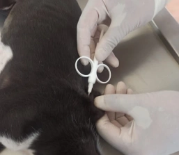 PREFEITURA DE PARÁ DE MINAS IMPLANTA DIA DE CASTRAÇÃO GRATUITA PARA ANIMAIS DA ZONA RURAL