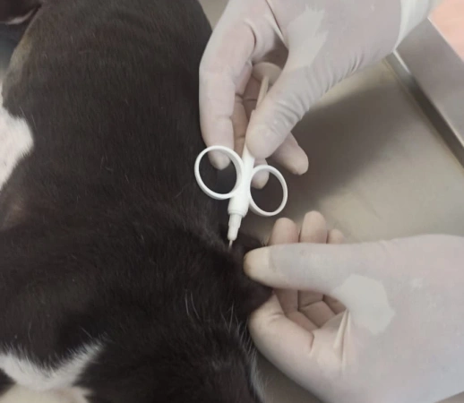 PREFEITURA DE PARÁ DE MINAS IMPLANTA DIA DE CASTRAÇÃO GRATUITA PARA ANIMAIS DA ZONA RURAL