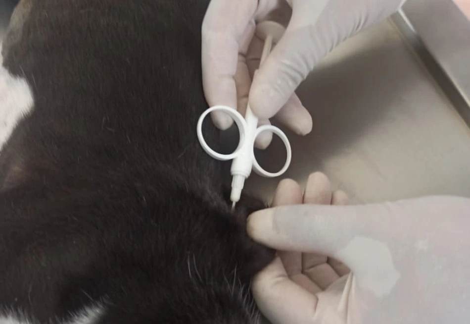 PREFEITURA DE PARÁ DE MINAS IMPLANTA DIA DE CASTRAÇÃO GRATUITA PARA ANIMAIS DA ZONA RURAL