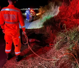 Salvamento de animal